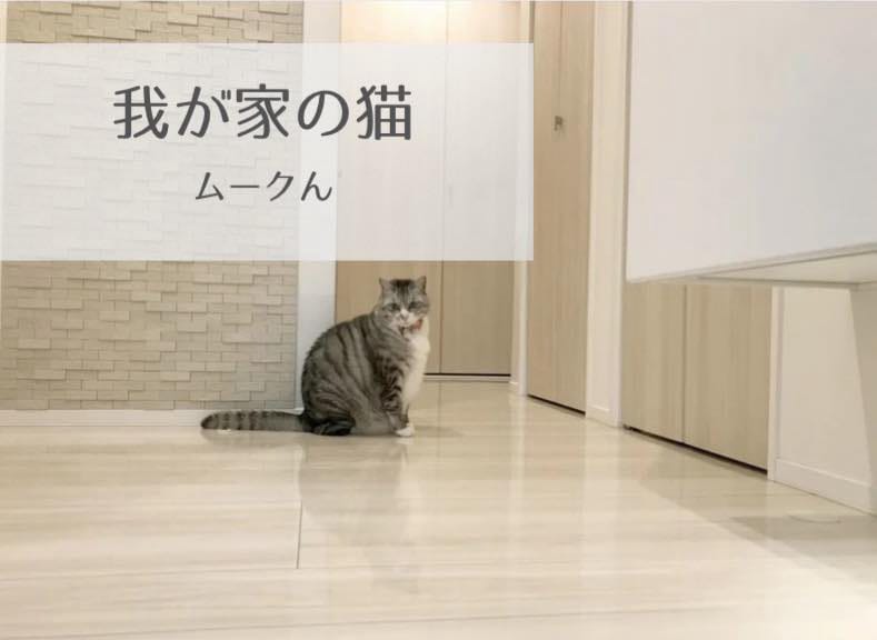 我が家の猫